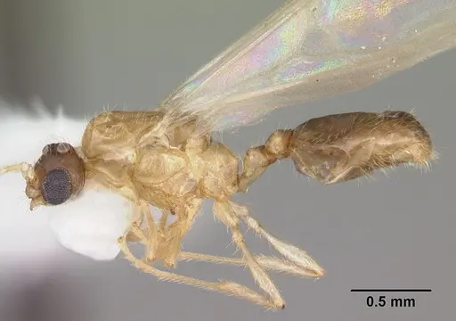 Solenopsis carolinensis - CASENT0104496