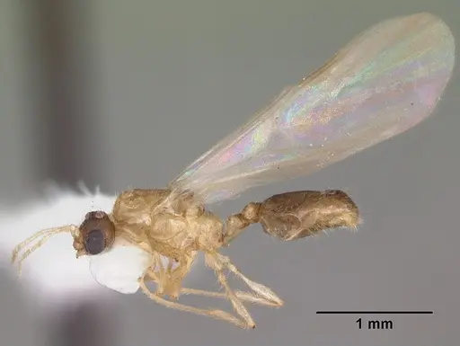 Solenopsis carolinensis - CASENT0104496