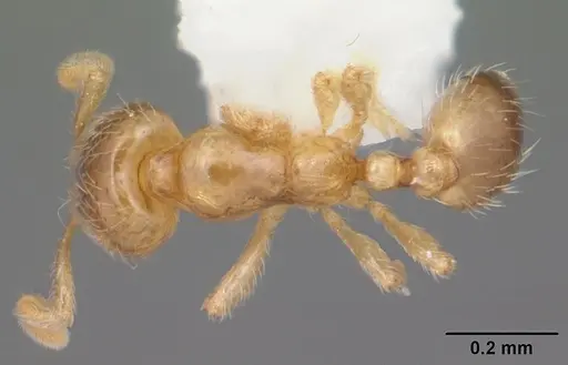 Solenopsis carolinensis - CASENT0104497