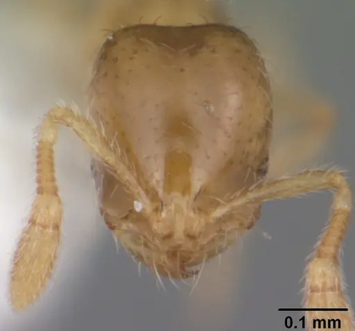 Solenopsis carolinensis - CASENT0104497