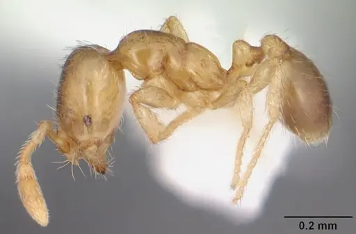 Solenopsis carolinensis - CASENT0104497