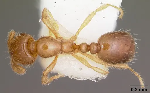 Solenopsis carolinensis - CASENT0104665