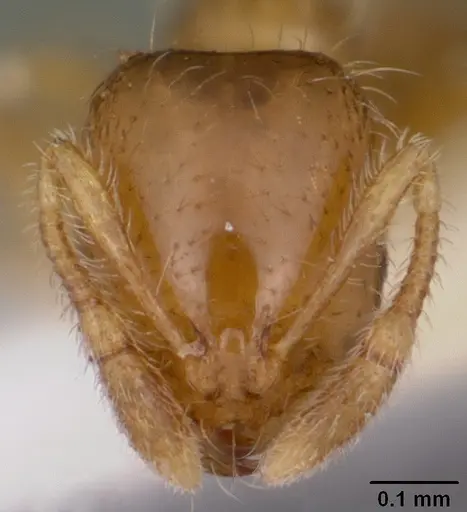 Solenopsis carolinensis - CASENT0104665