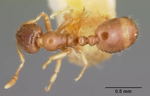 Solenopsis carolinensis - CASENT0104666