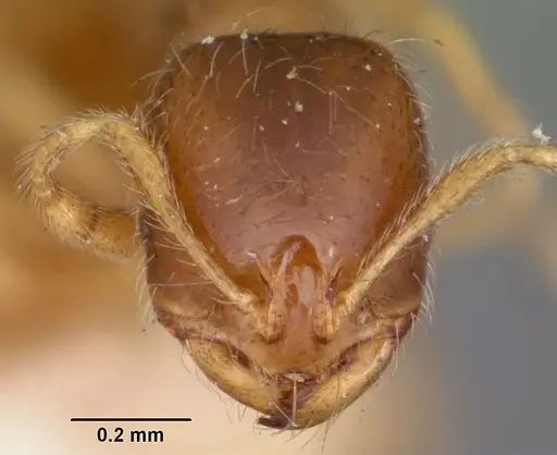 Solenopsis carolinensis - CASENT0104666