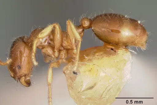 Solenopsis carolinensis - CASENT0104666