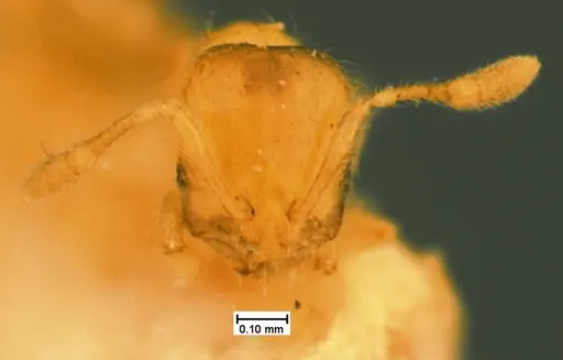 Solenopsis carolinensis - CASENT0105540