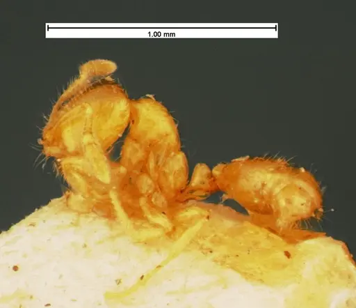 Solenopsis carolinensis - CASENT0105540