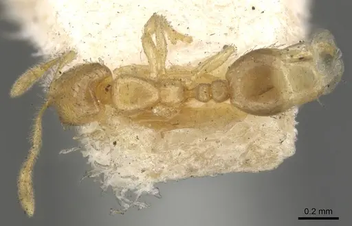 Solenopsis carolinensis - CASENT0902335