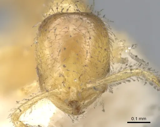 Solenopsis carolinensis - CASENT0902335