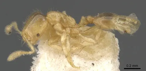 Solenopsis carolinensis - CASENT0902335