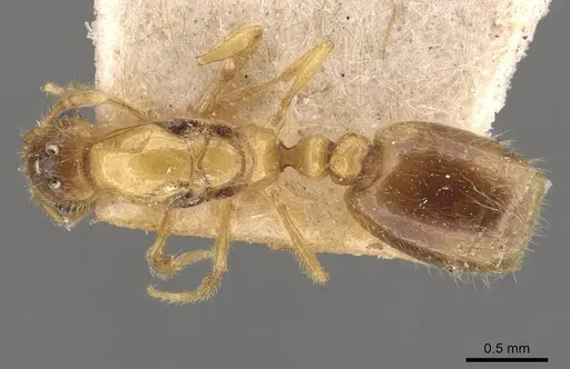 Solenopsis carolinensis - CASENT0908856