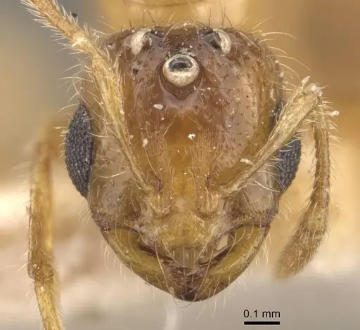 Solenopsis carolinensis - CASENT0908856