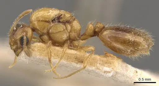 Solenopsis carolinensis - CASENT0908856