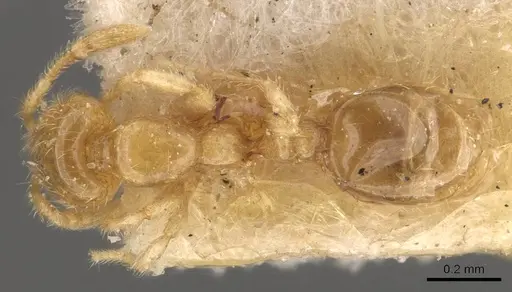 Solenopsis carolinensis - CASENT0908857