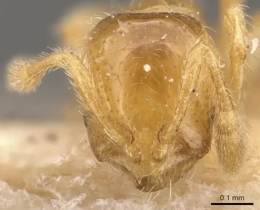 Solenopsis carolinensis - CASENT0908857