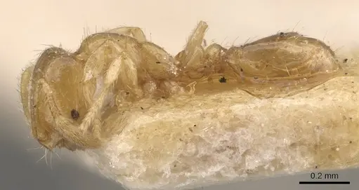 Solenopsis carolinensis - CASENT0908857