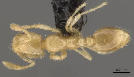 Solenopsis carolinensis - CASENT0908858