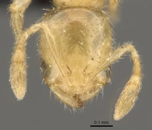 Solenopsis carolinensis - CASENT0908858