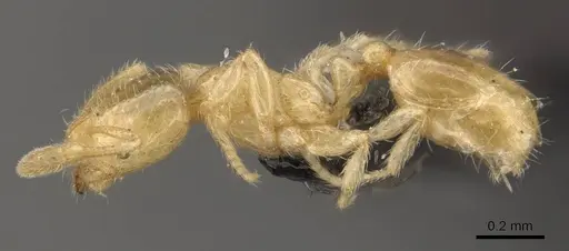 Solenopsis carolinensis - CASENT0908858