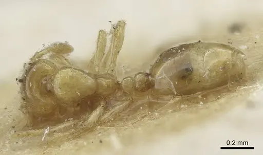 Solenopsis carolinensis - CASENT0917009