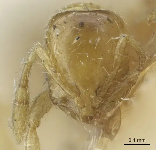 Solenopsis carolinensis - CASENT0917009