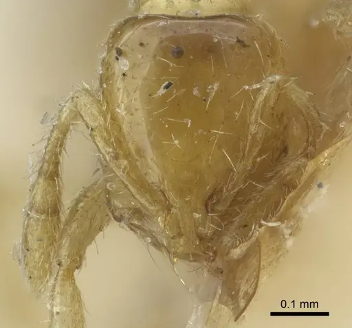 Solenopsis carolinensis - CASENT0917009