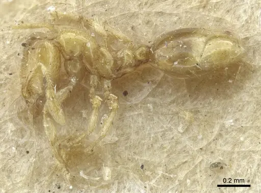 Solenopsis carolinensis - CASENT0917009