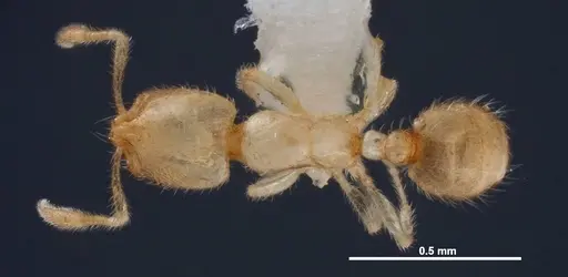 Solenopsis carolinensis - FMNHINS0000078523