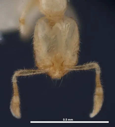 Solenopsis carolinensis - FMNHINS0000078523