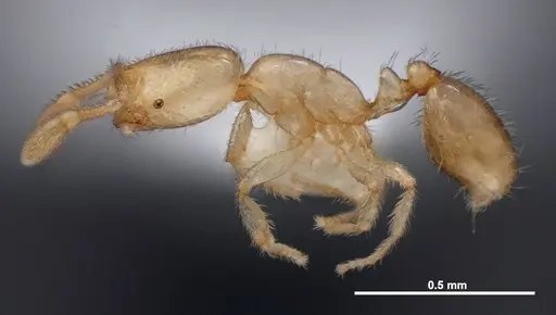 Solenopsis carolinensis - FMNHINS0000078523