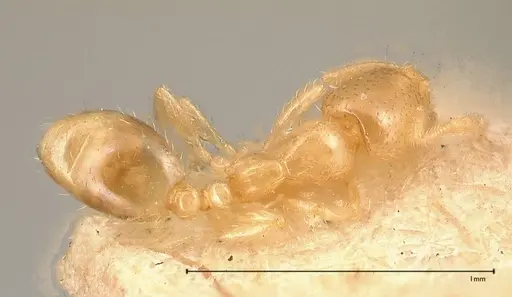 Solenopsis carolinensis - FOCOL0642-1