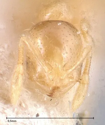 Solenopsis carolinensis - FOCOL0642-1