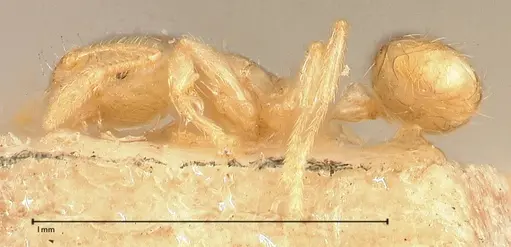 Solenopsis carolinensis - FOCOL0642-1