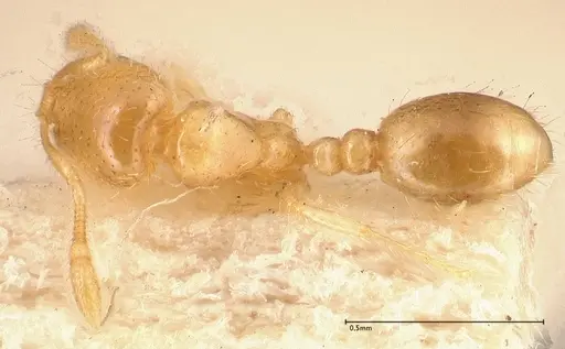 Solenopsis carolinensis - FOCOL0642-2