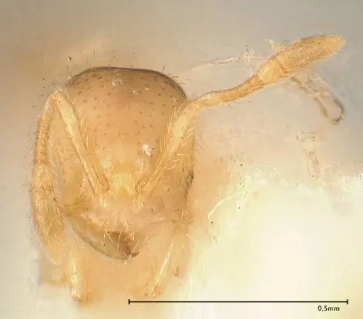 Solenopsis carolinensis - FOCOL0642-2