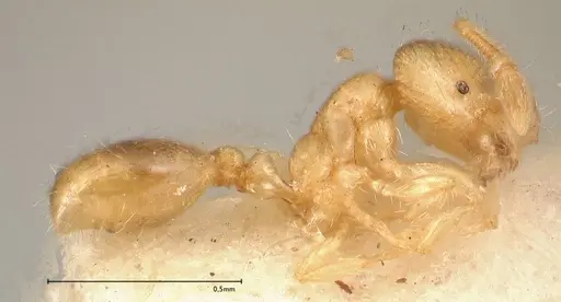 Solenopsis carolinensis - FOCOL0642-2