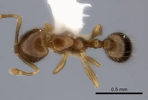 Solenopsis castor specimen