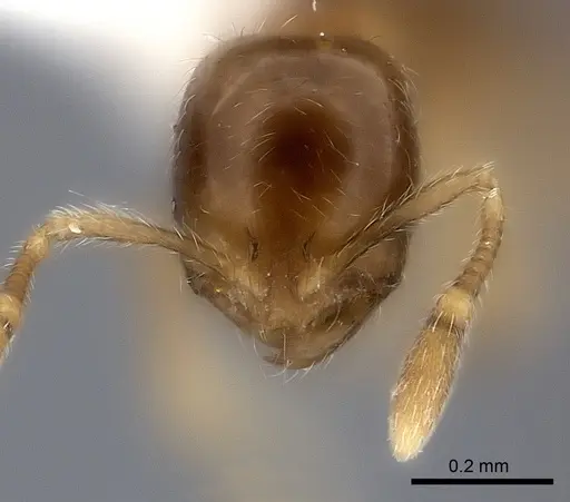 Solenopsis castor specimen