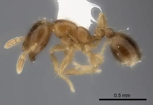 Solenopsis castor specimen