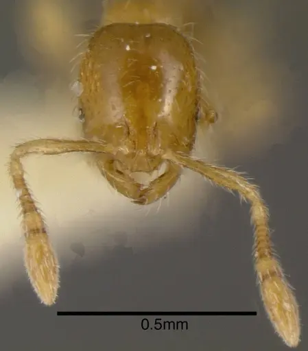 Solenopsis castor - CASENT0636193