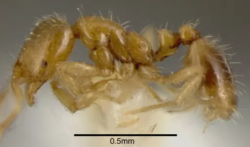 Solenopsis castor - CASENT0636193