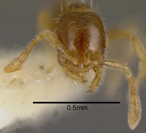 Solenopsis castor - CASENT0636194