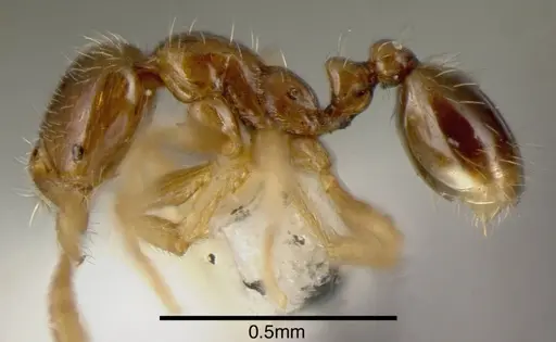 Solenopsis castor - CASENT0636194