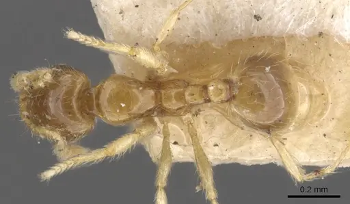 Solenopsis castor - CASENT0902344