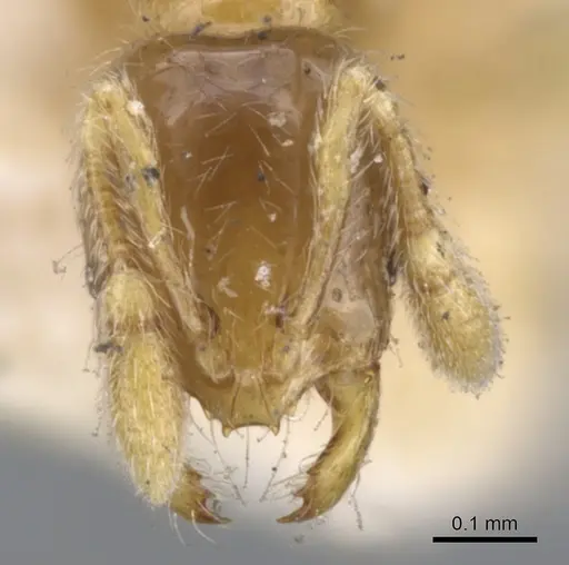 Solenopsis castor - CASENT0902344