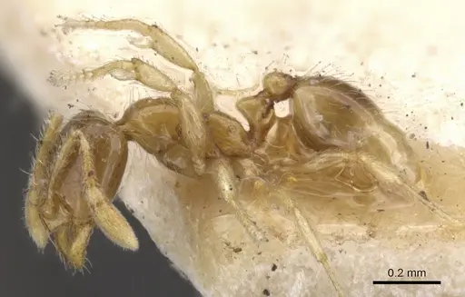 Solenopsis castor - CASENT0902344