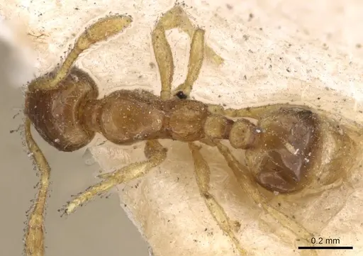 Solenopsis castor - CASENT0908819