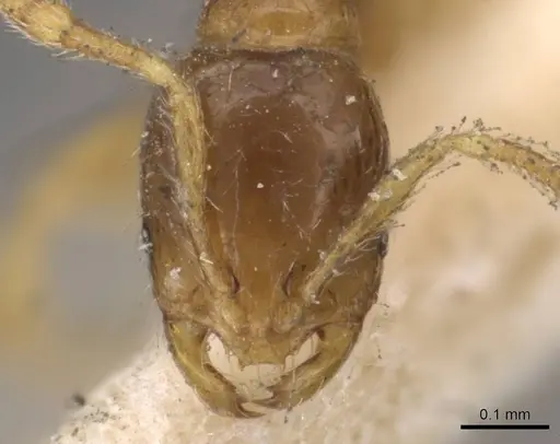 Solenopsis castor - CASENT0908819