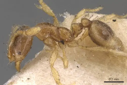 Solenopsis castor - CASENT0908819